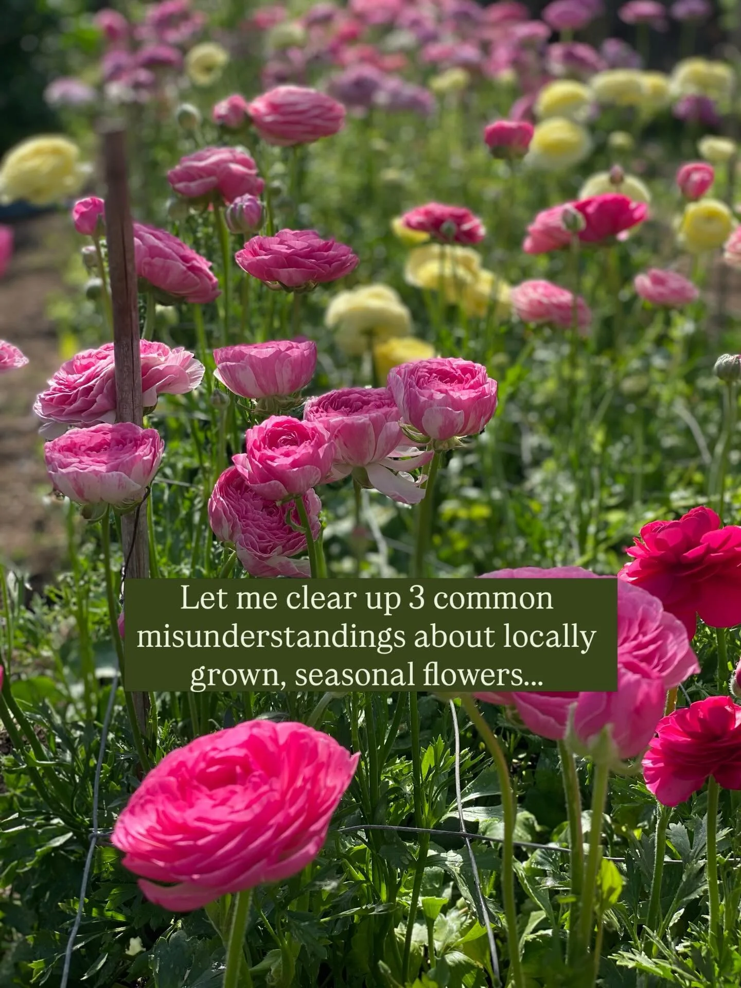 I&rsquo;ve heard quite a few people say they thought seasonal flowers meant they could get them all through the seasons&hellip;so thought I should clear that up! And I hope that&rsquo;s answered any other questions you might have had about seasonal, 