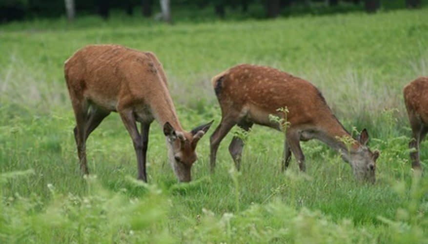 The Deer Parade at The Horse Shoe Farm - Asheville Wildlife