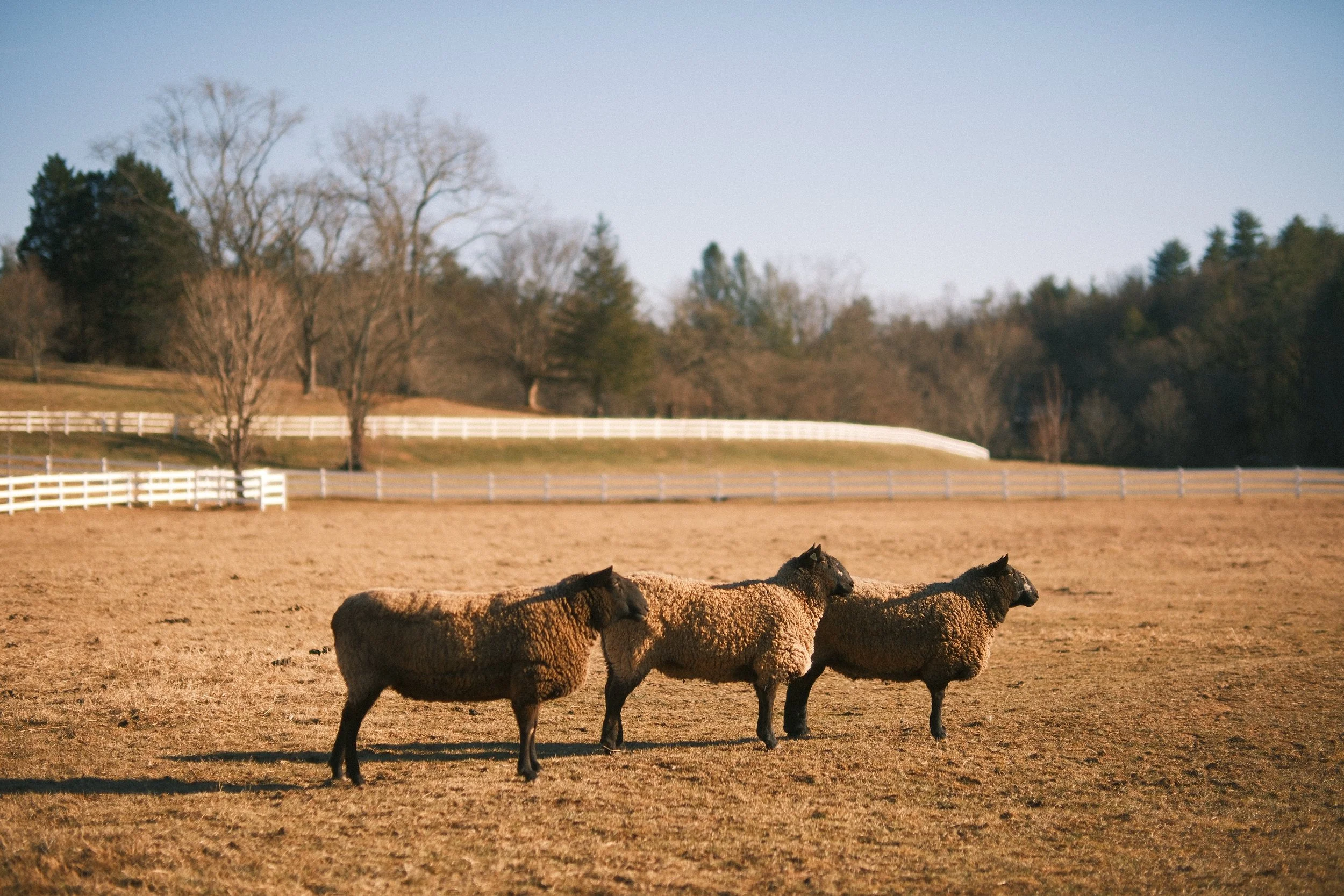 the-farm-animals at the horse shoe farm1.JPG