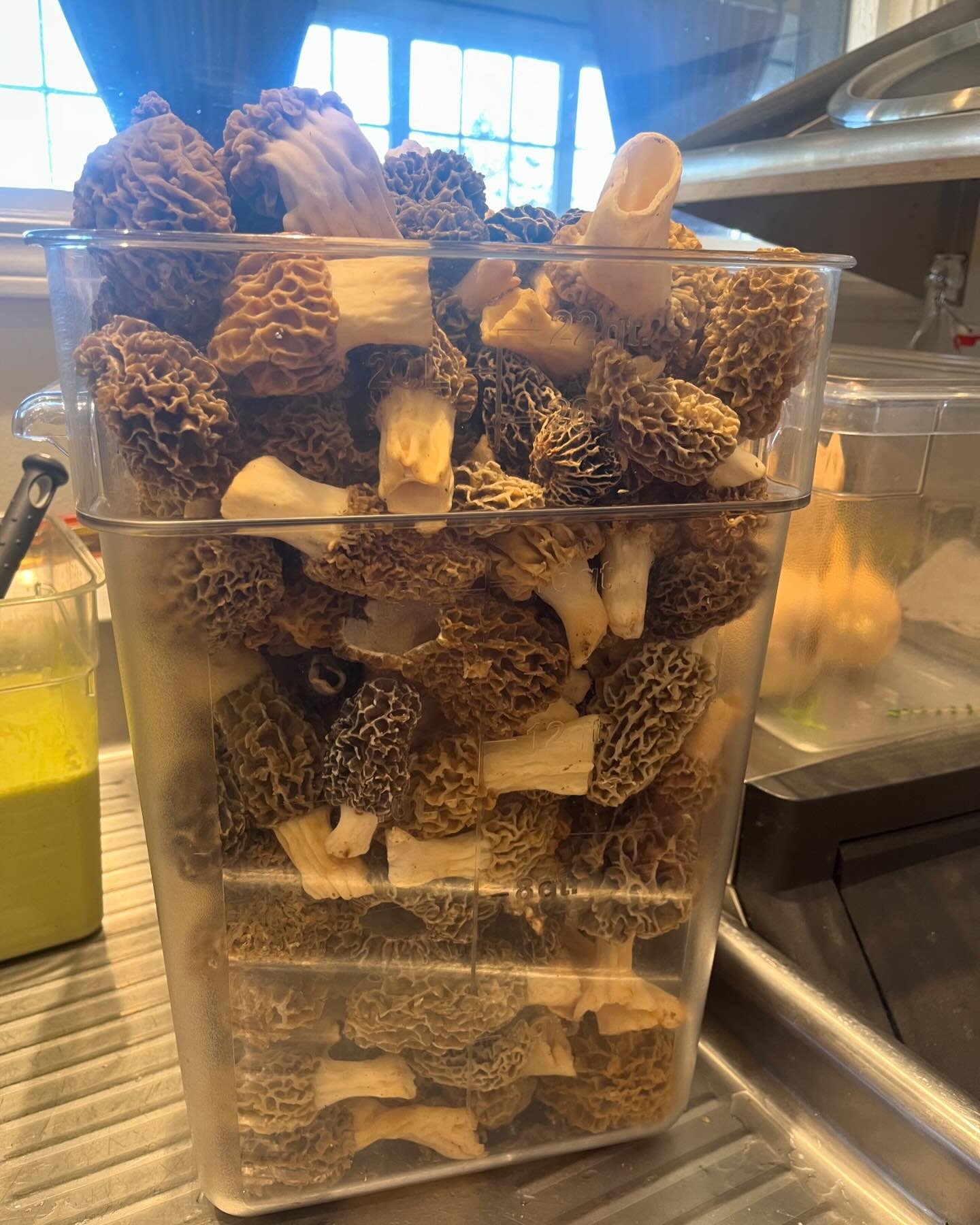 🍄🍄 Nothing makes us more excited than hyper local ingredients like these Morel beauties! This Springtime phenomenon is available for picking for a very short window of time here in the Carolinas! We&rsquo;re lightly saut&eacute;ing them in some but