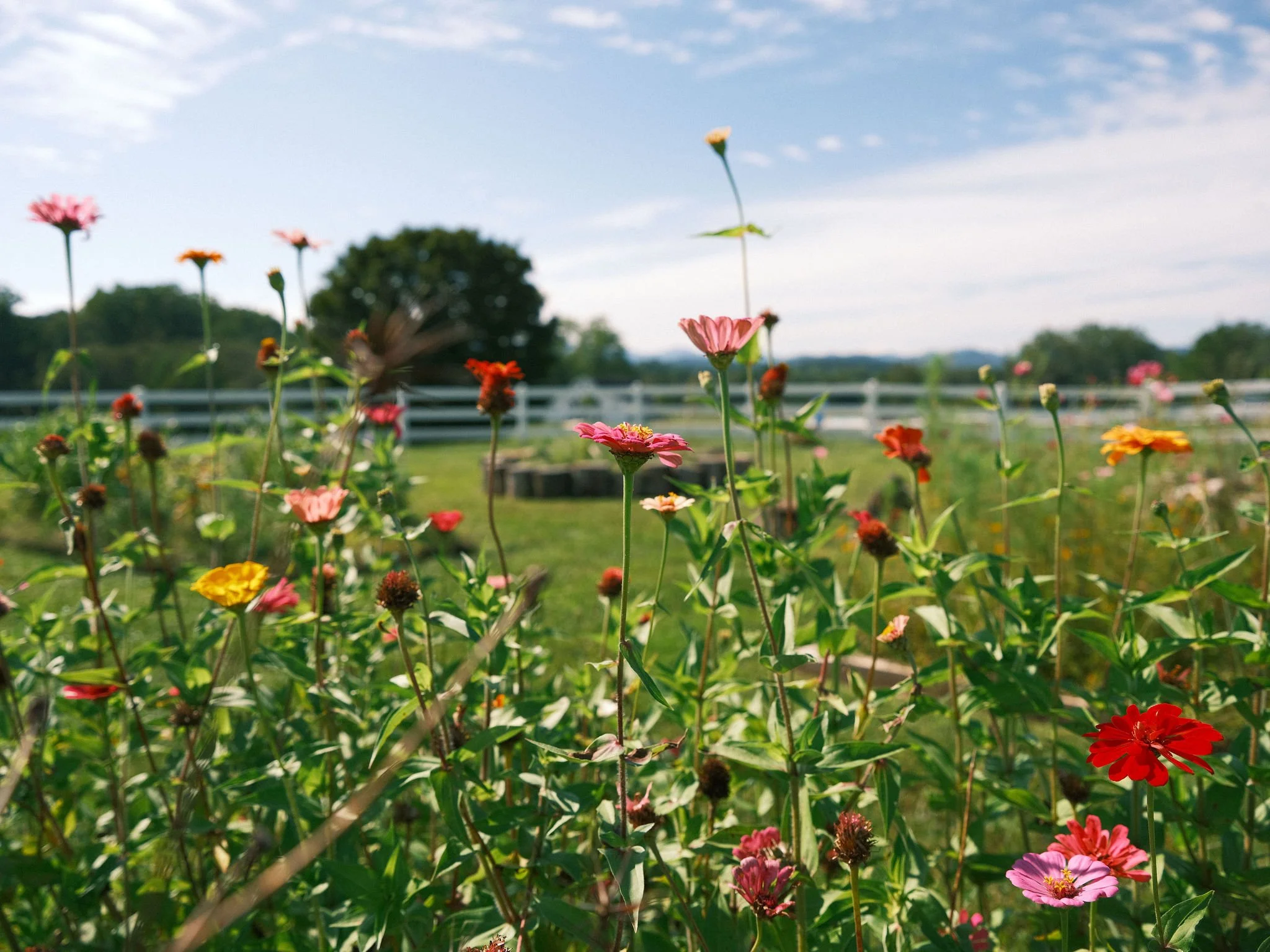 Spring Wellness at The Horse Shoe Farm