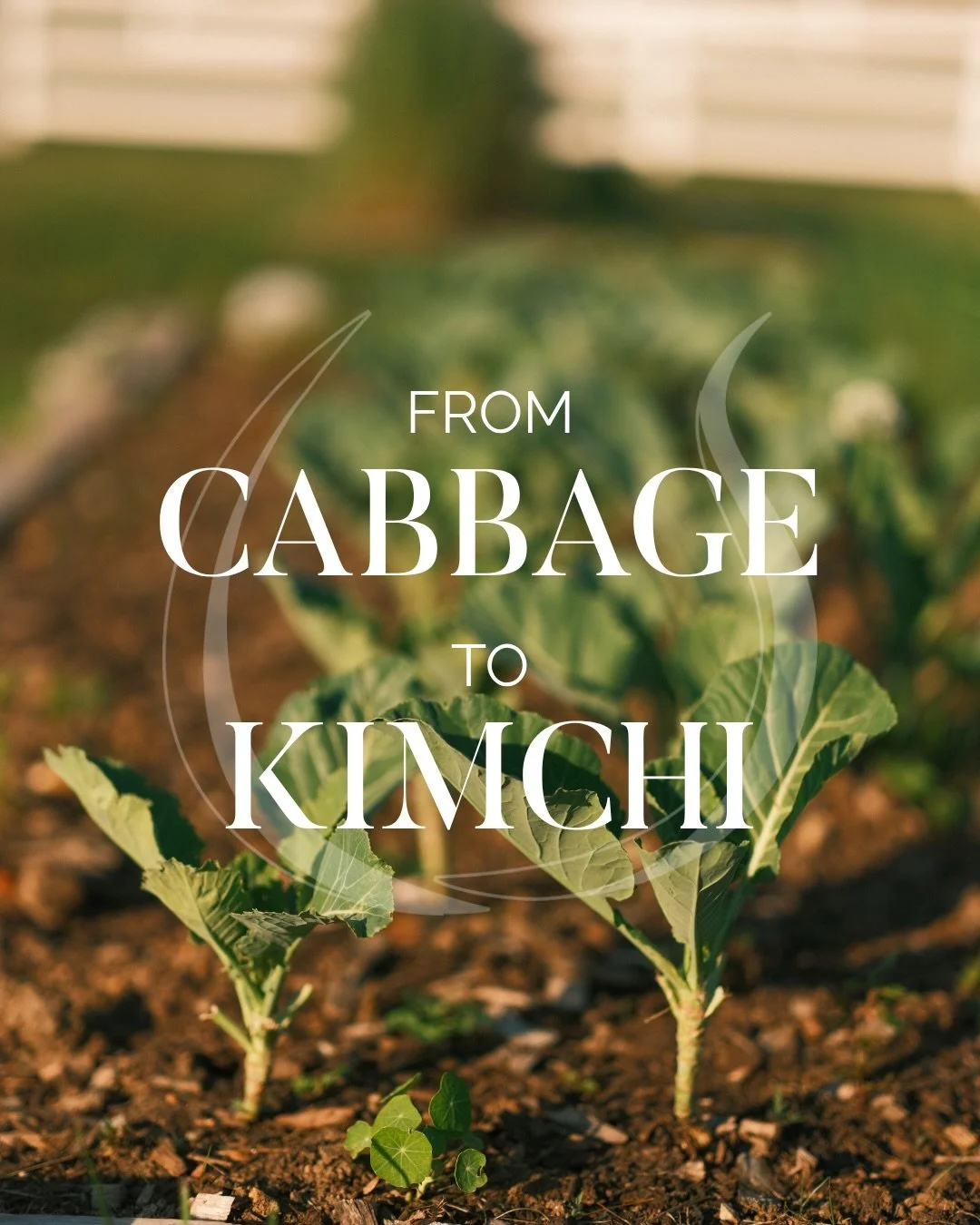 🥬➡️🥢 From cabbage to kimchi.

Just beyond The Silo Cookhouse, Ian is tending rows of cabbage in the gardens of The Horse Shoe Farm. What begins as a tiny seed, nurtured by mountain sunshine, rich soil, and plenty of patience, is about to become som