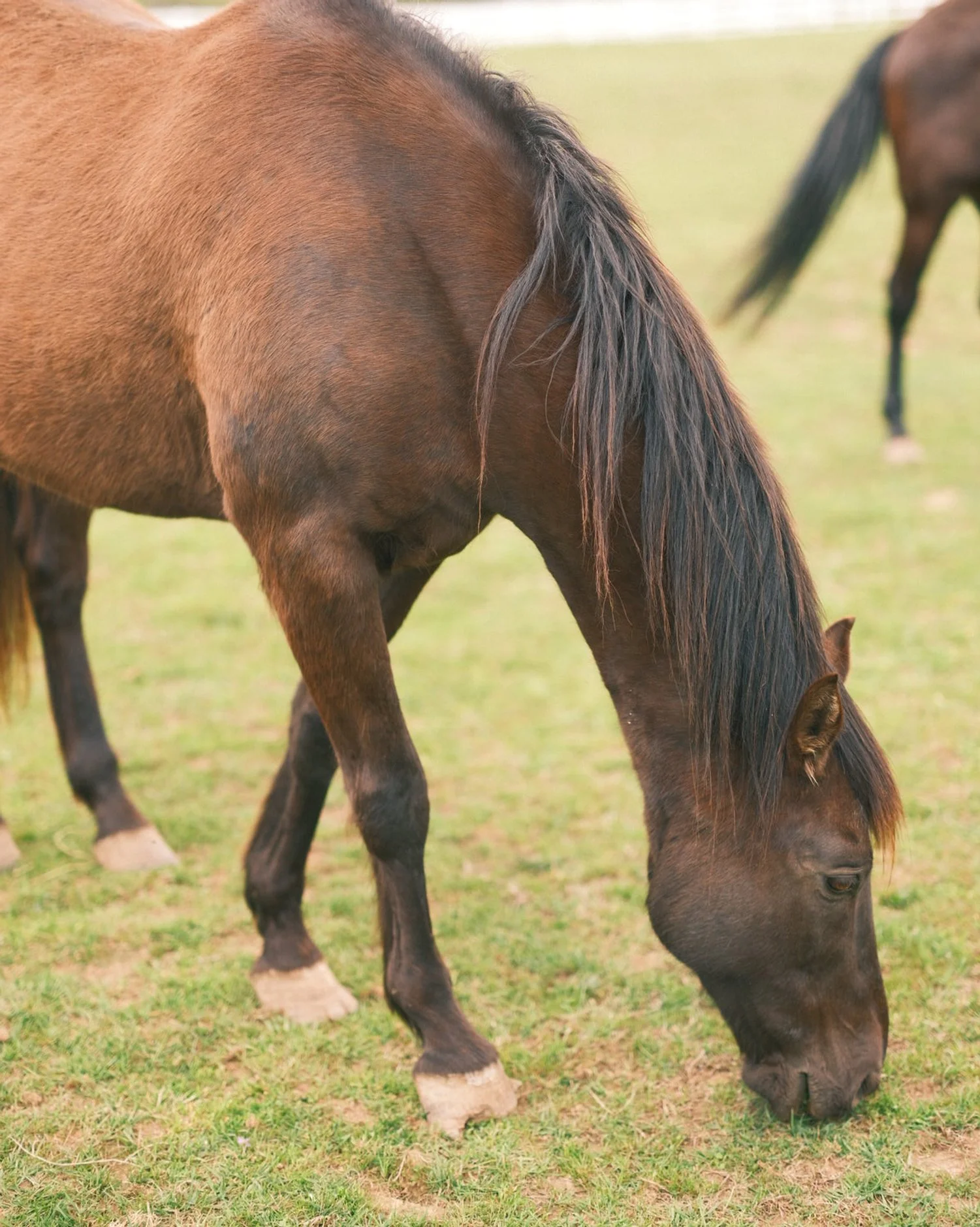 the horse shoe farm is a lucky place62.JPG