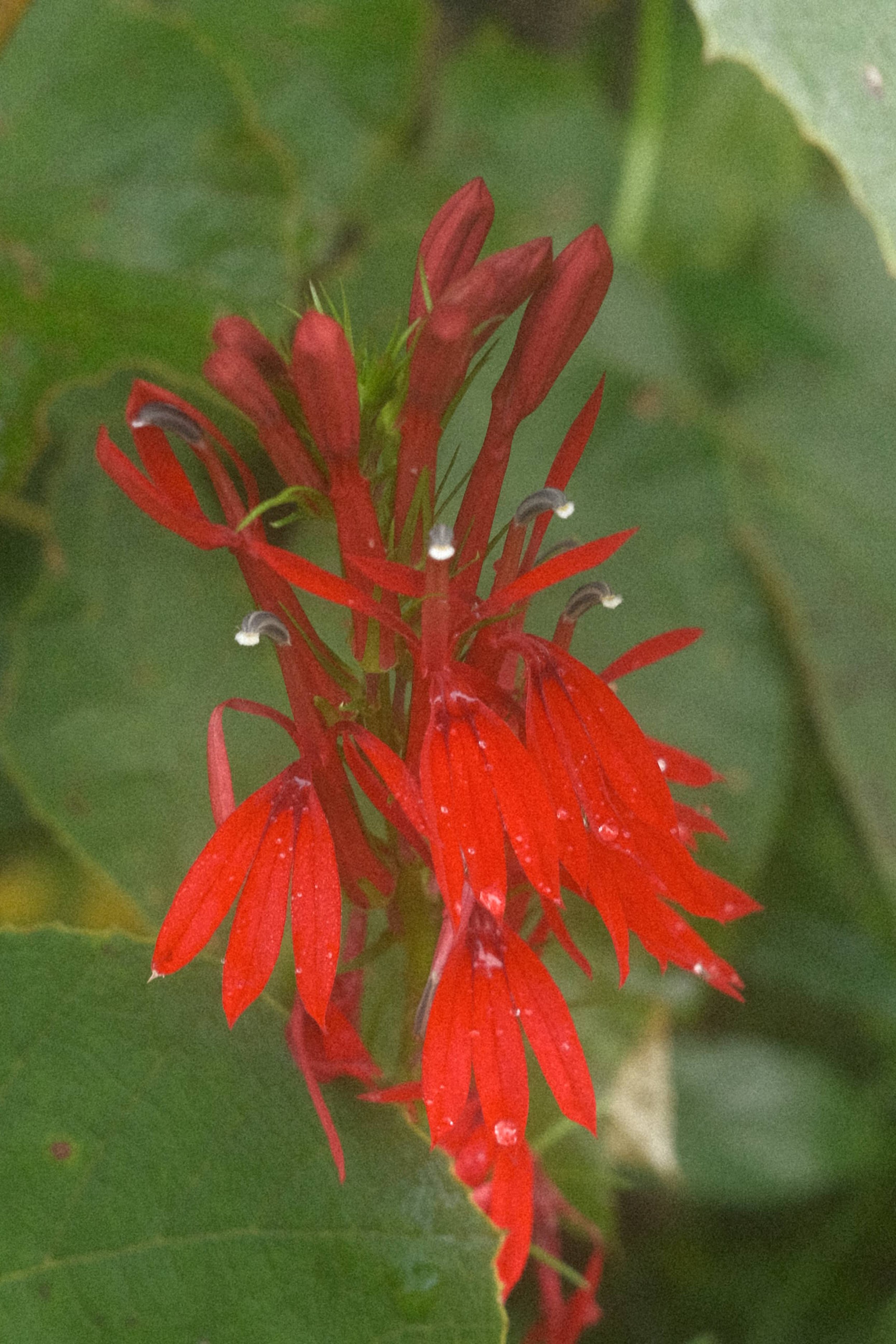 Cardinal Flower up close