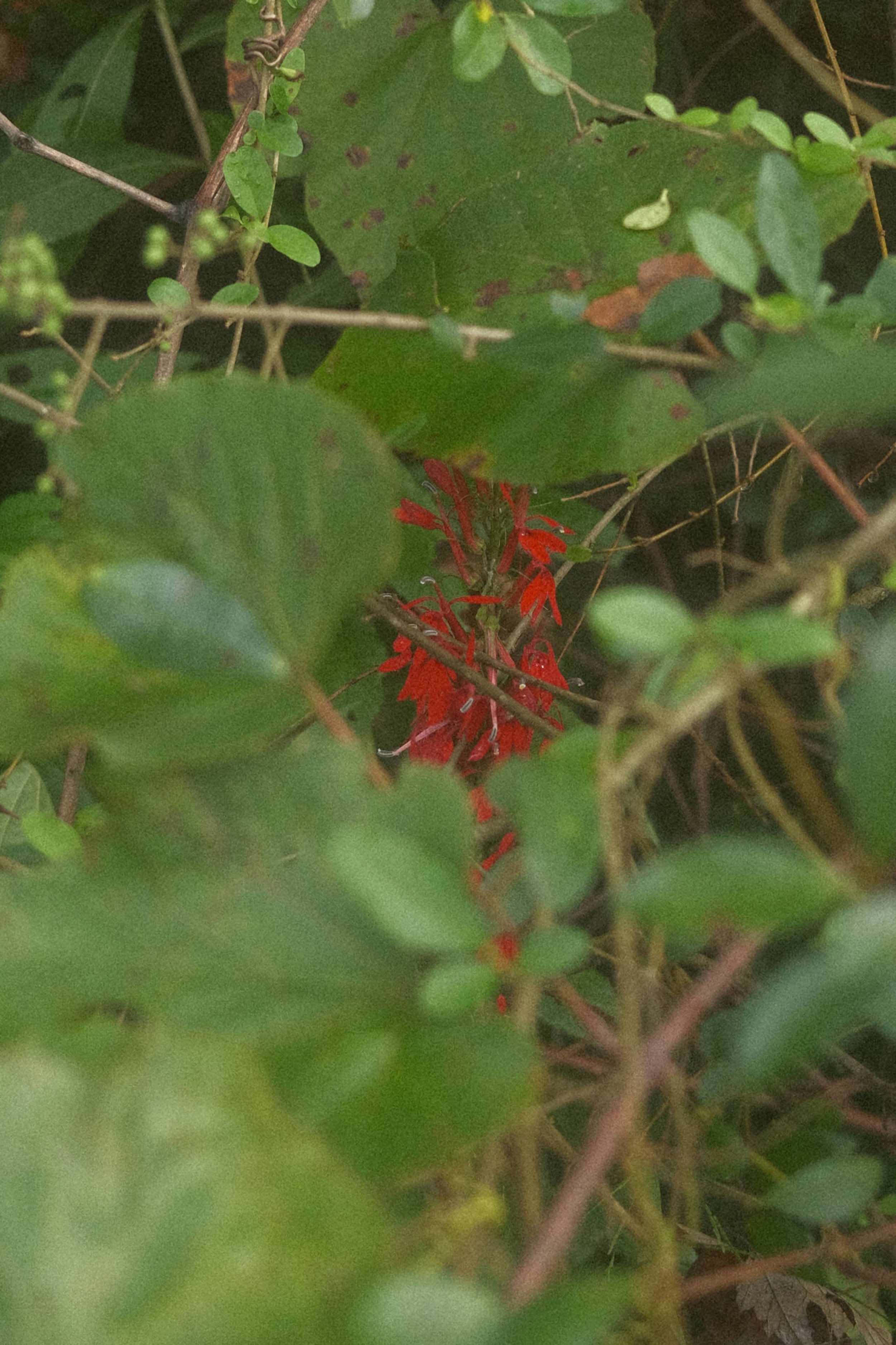 Cardinal Flower, hiding comfortably.