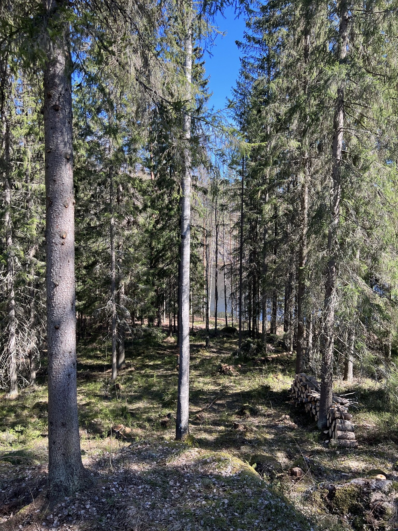 Kevätsiivousta/Spring clearing