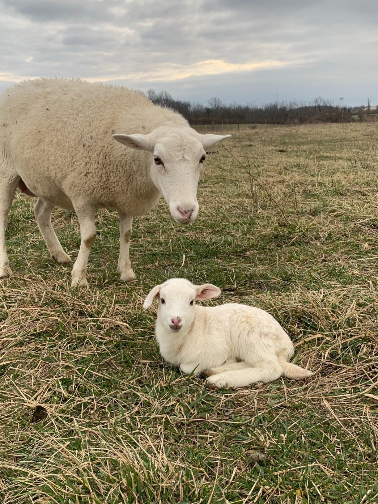 Reserve Run Family Farm | Pasture Raised Meats | Oxford, OH