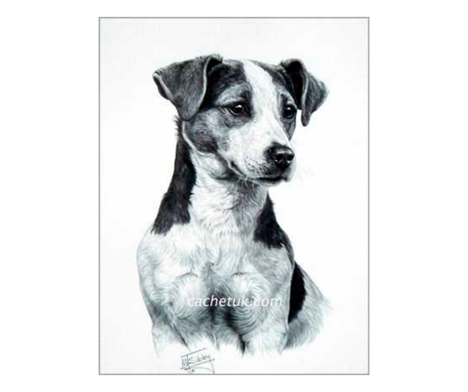 Picture of a jack russell terrier dog, open edition print size 275 x 376 (mm)