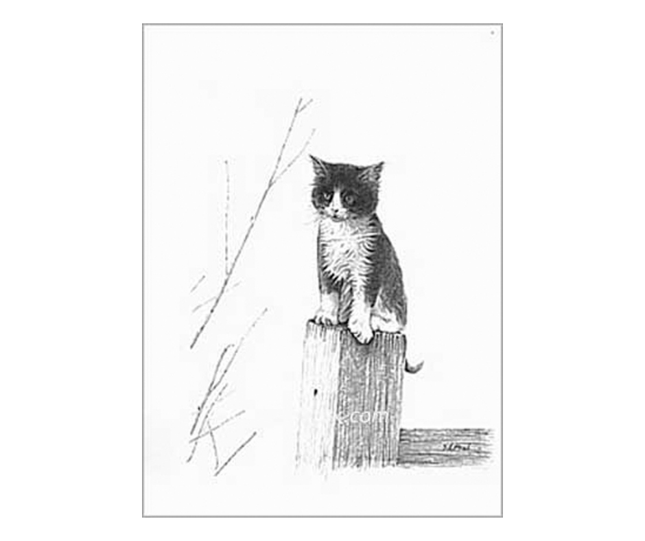 Picture of a kitten, limited edition print size 150 x 170 (mm)