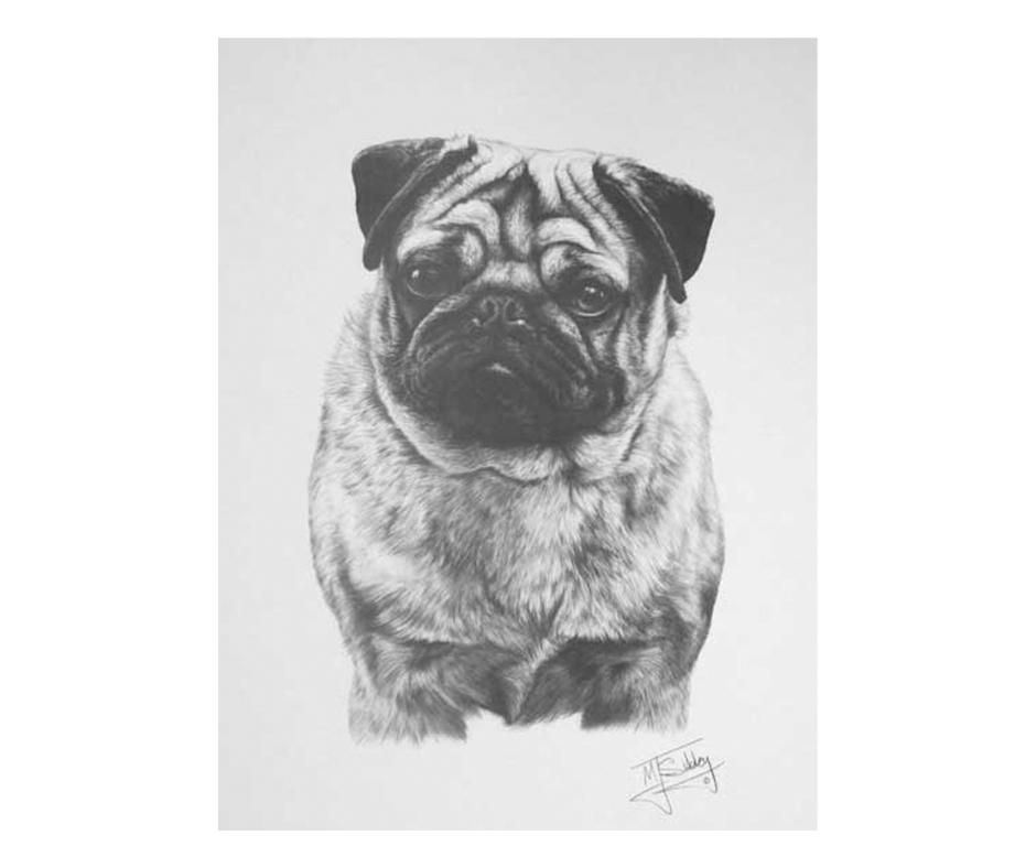 Picture of a pug dog, open edition print size 275 x 376 (mm)