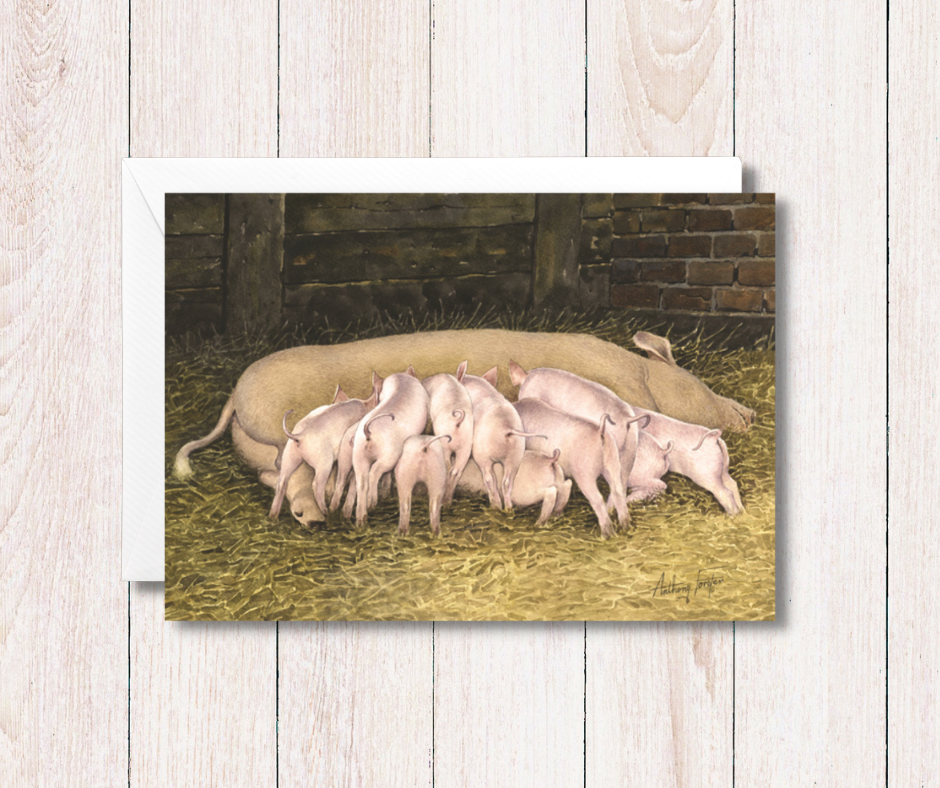 Sow and piglets greeting card of a sow and 11 piglets feeding in a straw strewn stable. Size 20 by 14 cm with envelope