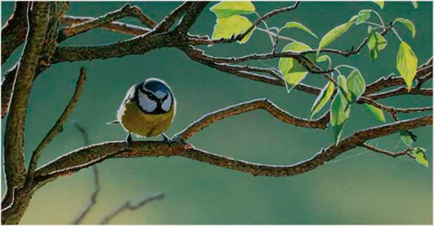 Welcome Spring: A Look at the Dawn Chorus and its Performers