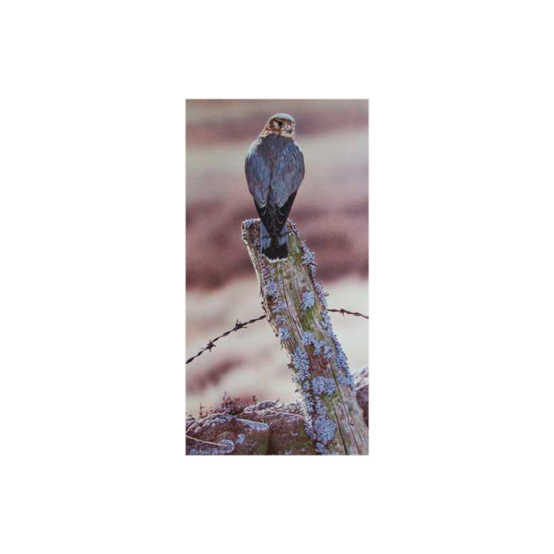 Picture of a merlin bird of prey, limited edition print size 384 x 204 (mm)