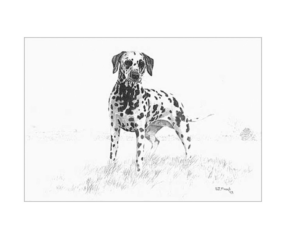 Picture of a dalmatian, limited edition print of 850 size 262 x 193 (mm)