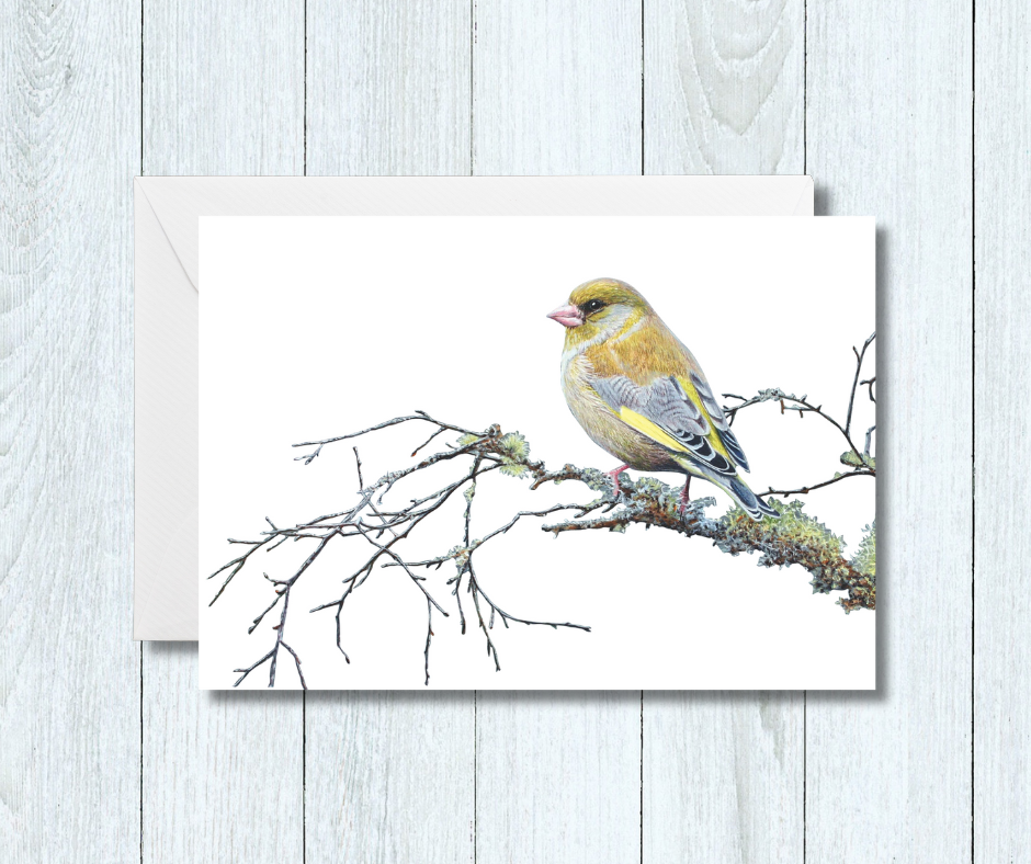 Small art card of a greenfinch garden bird on a white background. Size 11.8 x 9.0 cms, blank inside with envelope