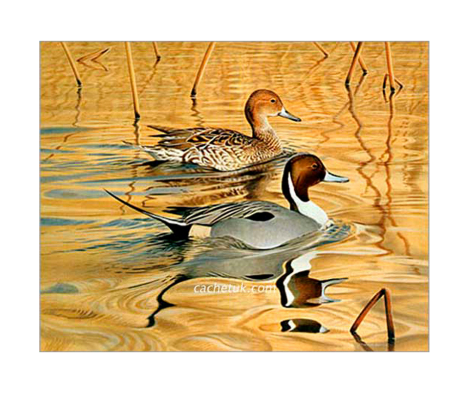 Picture of two pintail ducks, limited edition print size 344 x 274 (mm)