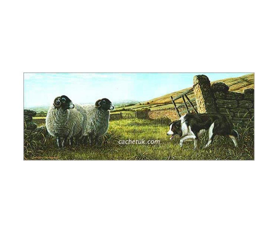 Picture of two Swaledale sheep, limited edition print size 356 x 136 (mm)