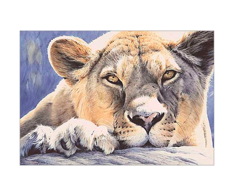 Picture of a lioness, limited edition print size 371 x 250 (mm)