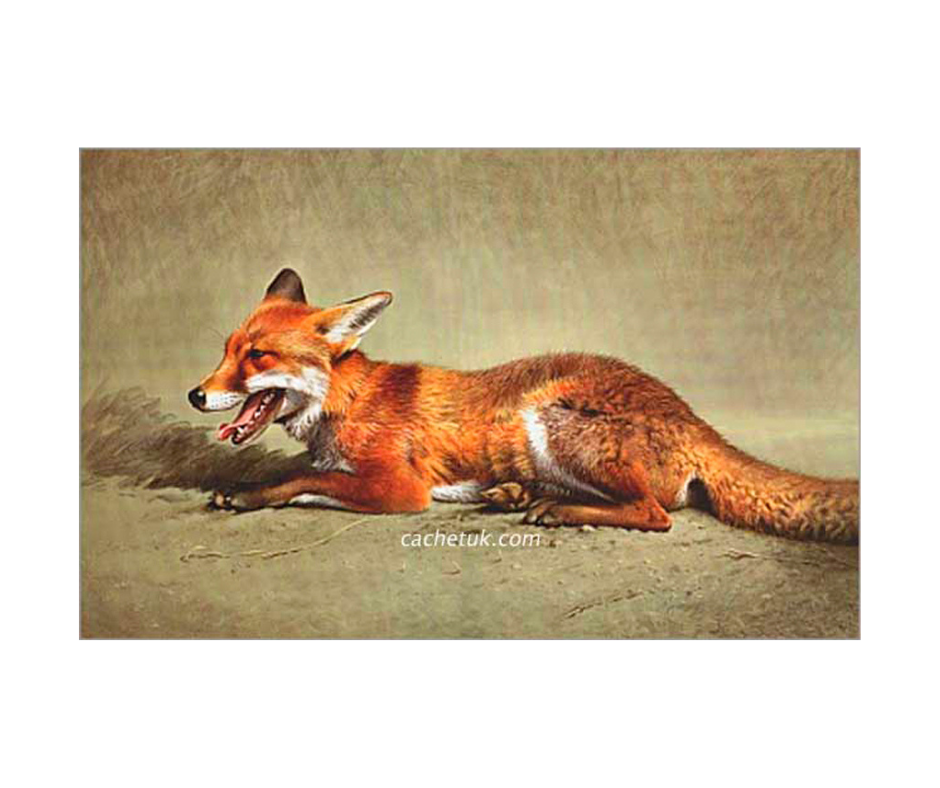 Picture of a red fox, limited edition print size 494 x 321 (mm)