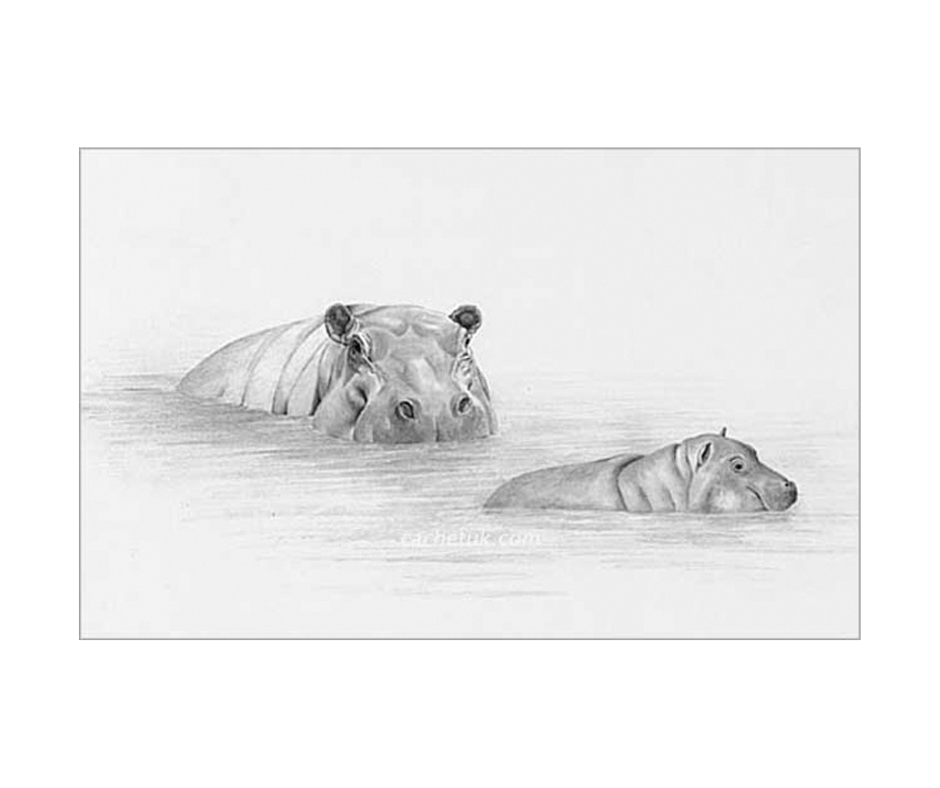 Picture of hippos, limited edition print size 242 x 162 (mm)