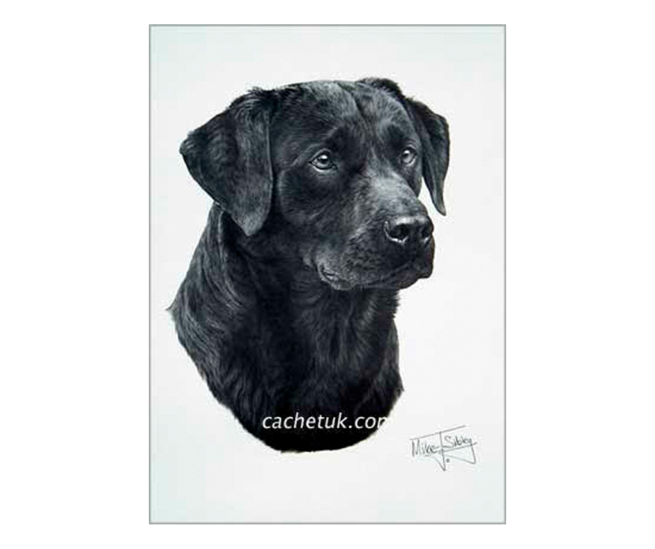 Picture of a black labrador dog, open edition print size 275 x 376 (mm)