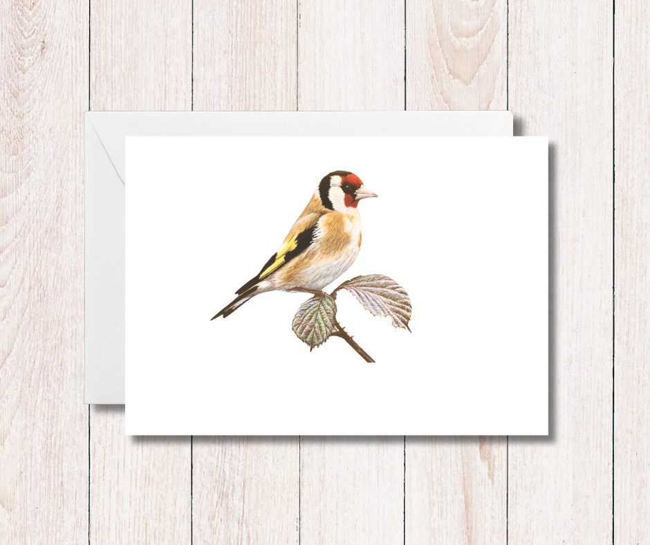 Small art card of a colourful goldfinch garden bird on a white background. Size 11.8 x 9.0 cms, blank inside with envelope