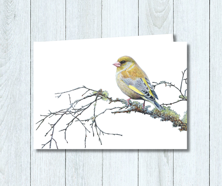 Greenfinch_MDX06.png