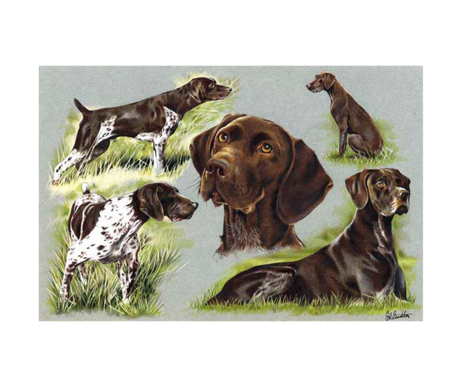Picture of a five german short haired pointer dogs,limited edition print size 340 x 240 (mm)