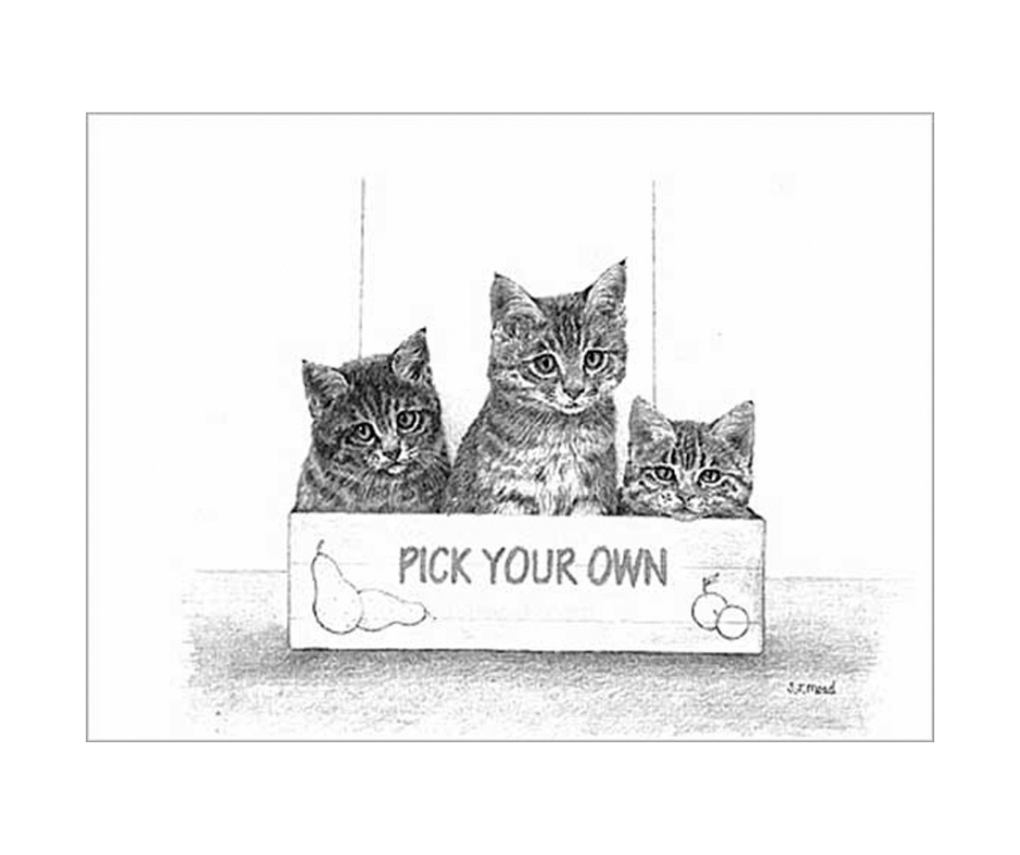 Picture of tabby kittens, limited edition print size 150 x 170 (mm)