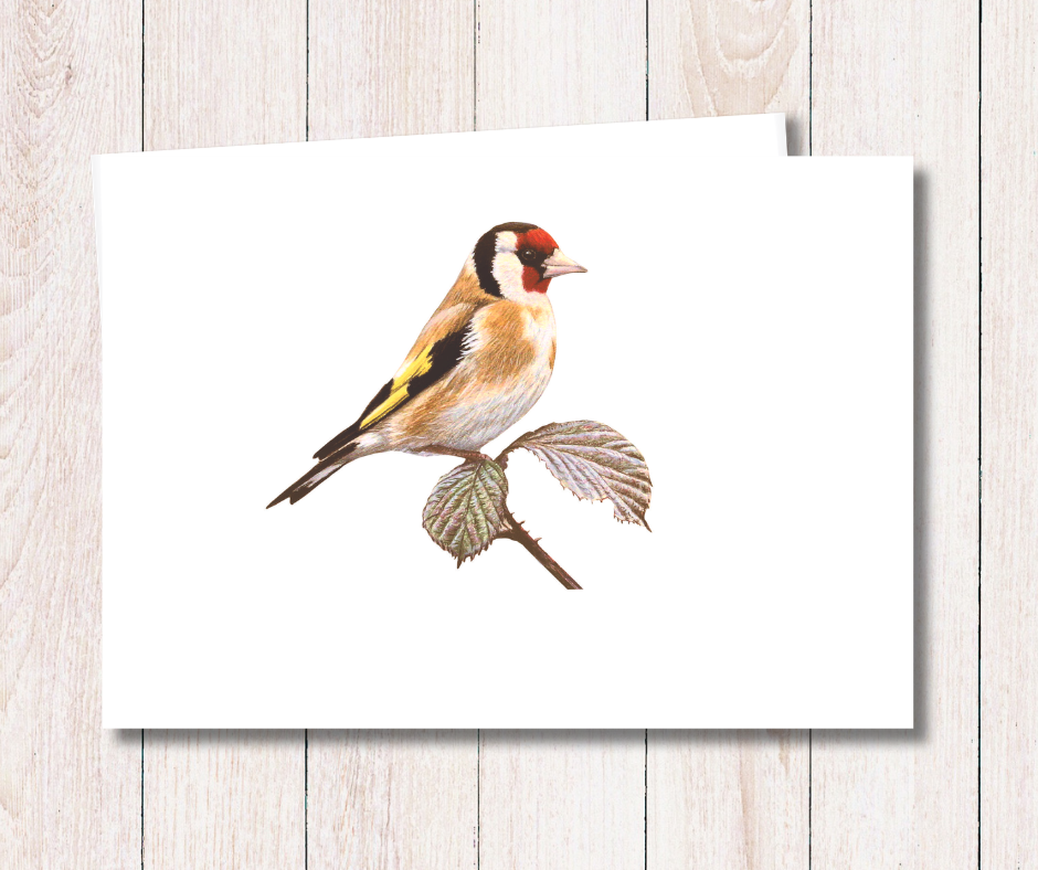 Small art card of a colourful goldfinch garden bird on a white background. Size 11.8 x 9.0 cms, blank inside with envelope