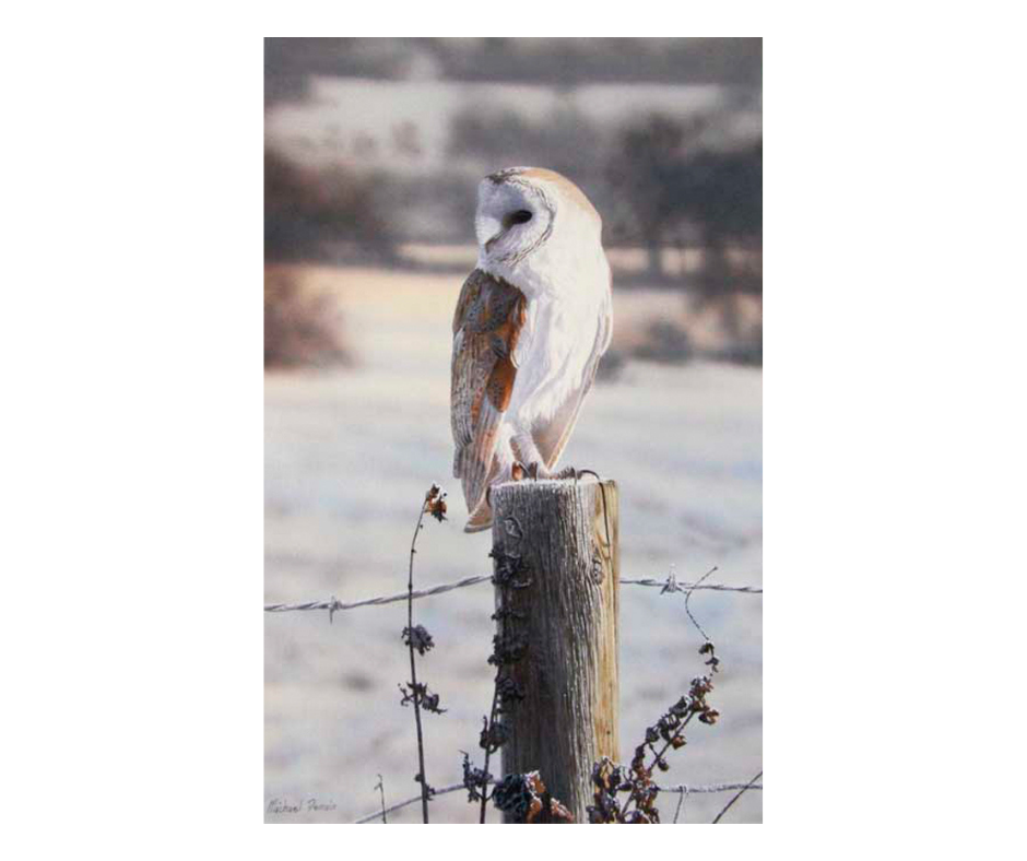 Picture of a barn owl, limited edition print size 380 x 238 (mm)