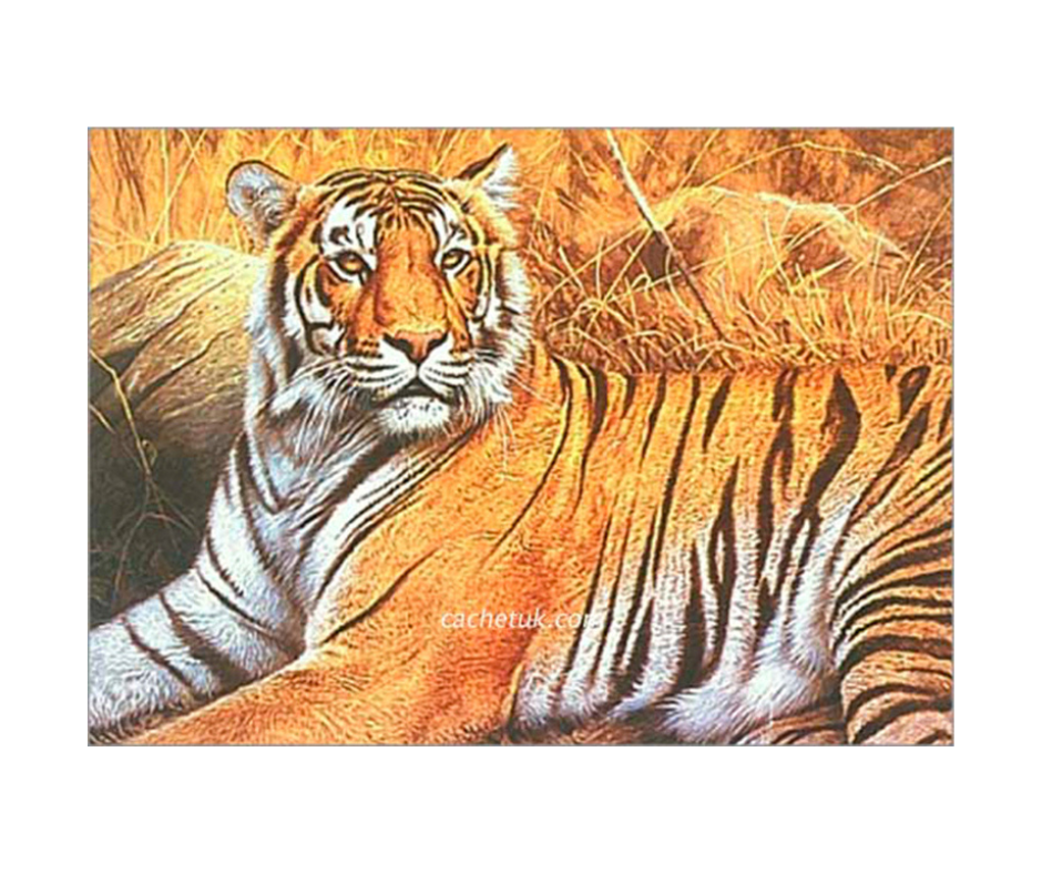 Picture of a Bengal tiger, limited edition print size 516 x 375 (mm)