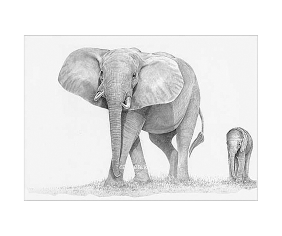 Picture of an elephant & calf, limited edition print size 305 x 250 (mm)