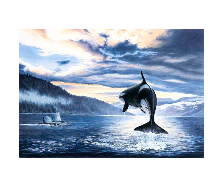 Picture of a orca killer whale jumping out of the water, limited edition print size 338 x 235 (mm)