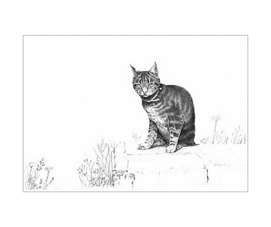 Picture of a tabby cat, limited edition print size 150 x 170 (mm)