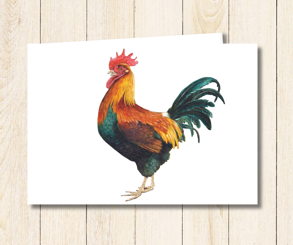 Small art card of a colourful farmyard rooster on a white background. Size 11.8 x 9.0 cms, blank inside with envelope