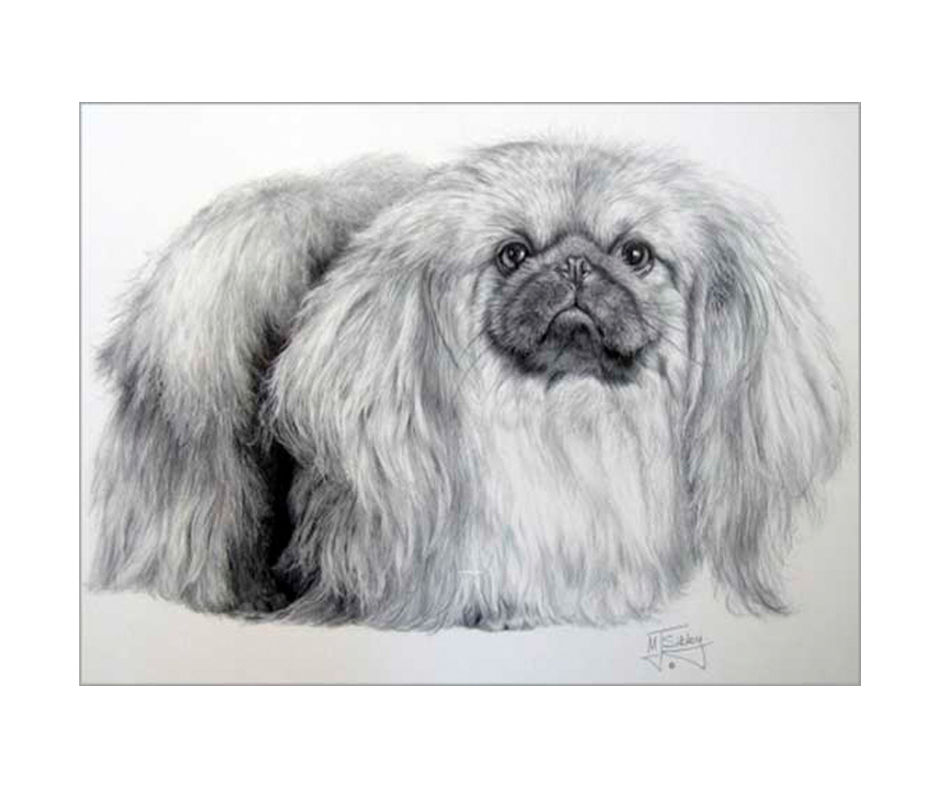 Picture of a pekingese dog, open edition print size 275 x 376 (mm)