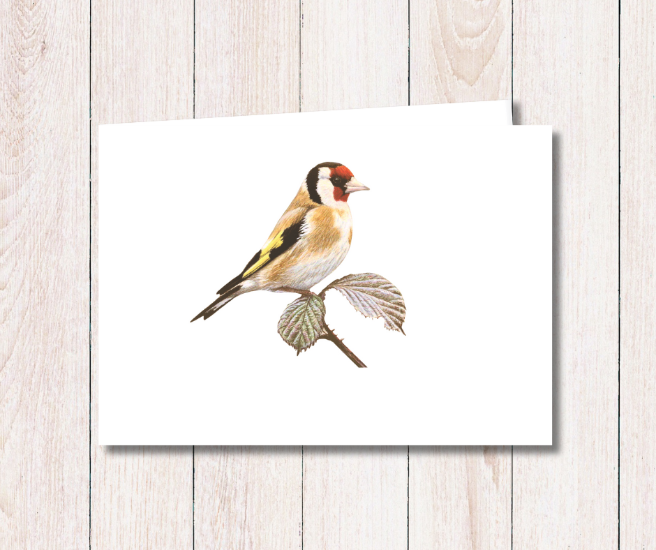 Goldfinch_MDX13.png