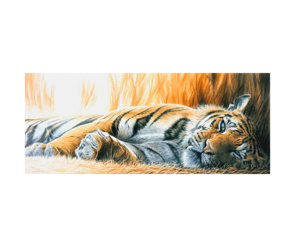 Picture of a bengal tiger, limited edition print size 399 x 165 (mm)