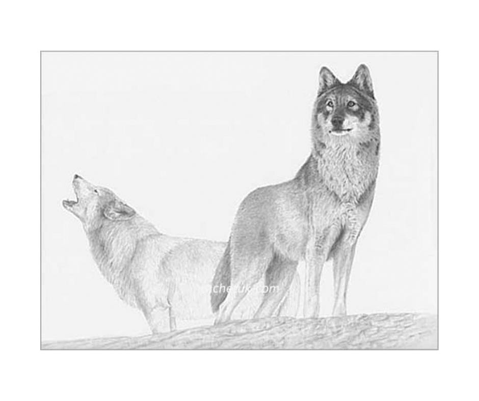 Picture of wolves, limited edition print size 305 x 250 (mm)