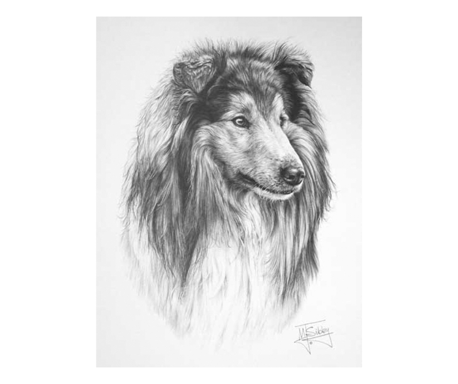Picture of a rough collie dog, open edition print size 275 x 376 (mm)