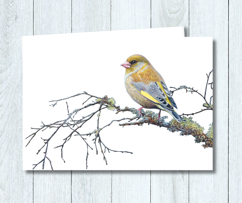Small art card of a greenfinch garden bird on a white background. Size 11.8 x 9.0 cms, blank inside with envelope