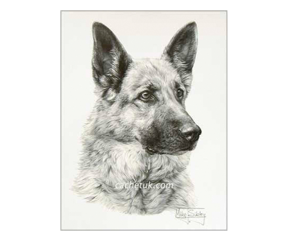 Picture of a german shepherd dog, open edition print size 275 x 376 (mm)