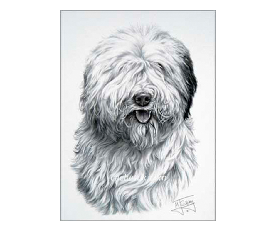 Picture of an old english sheepdog, open edition print size 275 x 376 (mm)