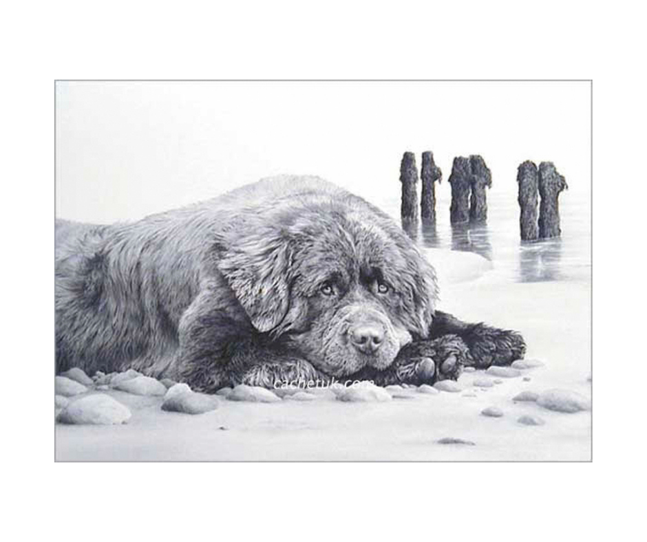 Picture of a newfoundland dog, limited edition print size 280 x 200 (mm)