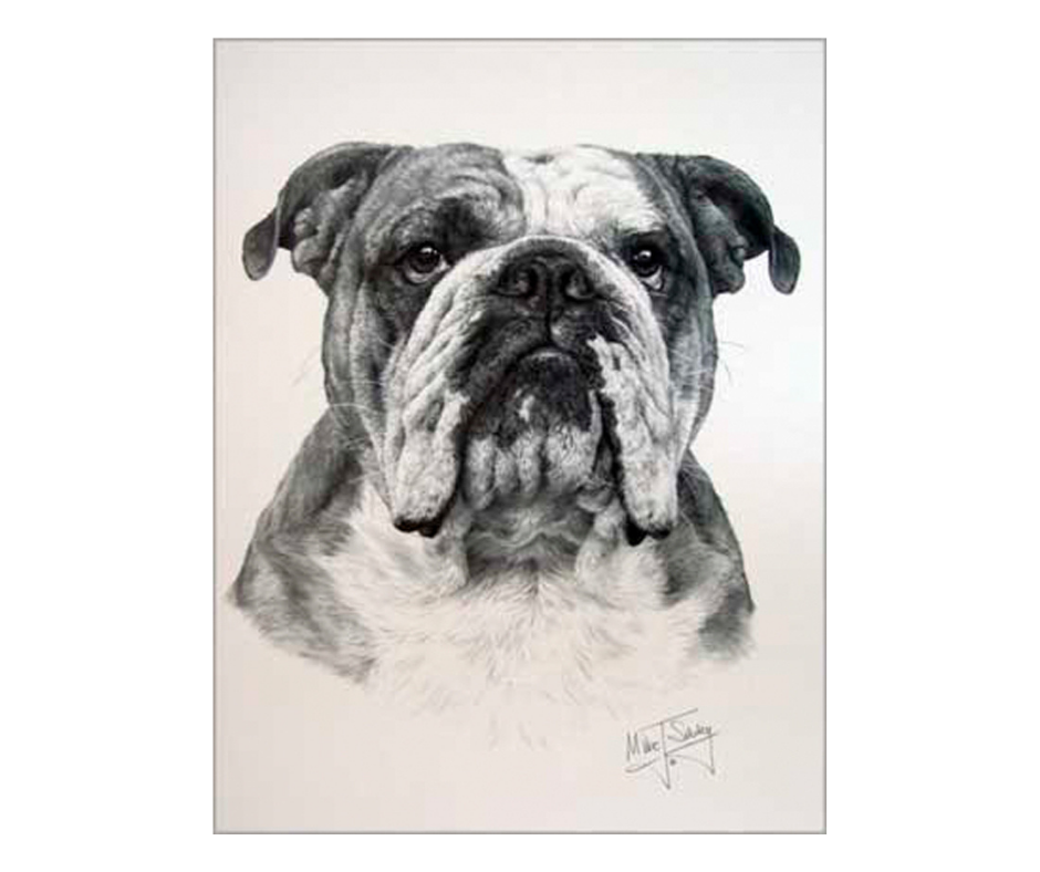 Picture of a Bulldog dog, open edition print size 275 x 376 (mm)