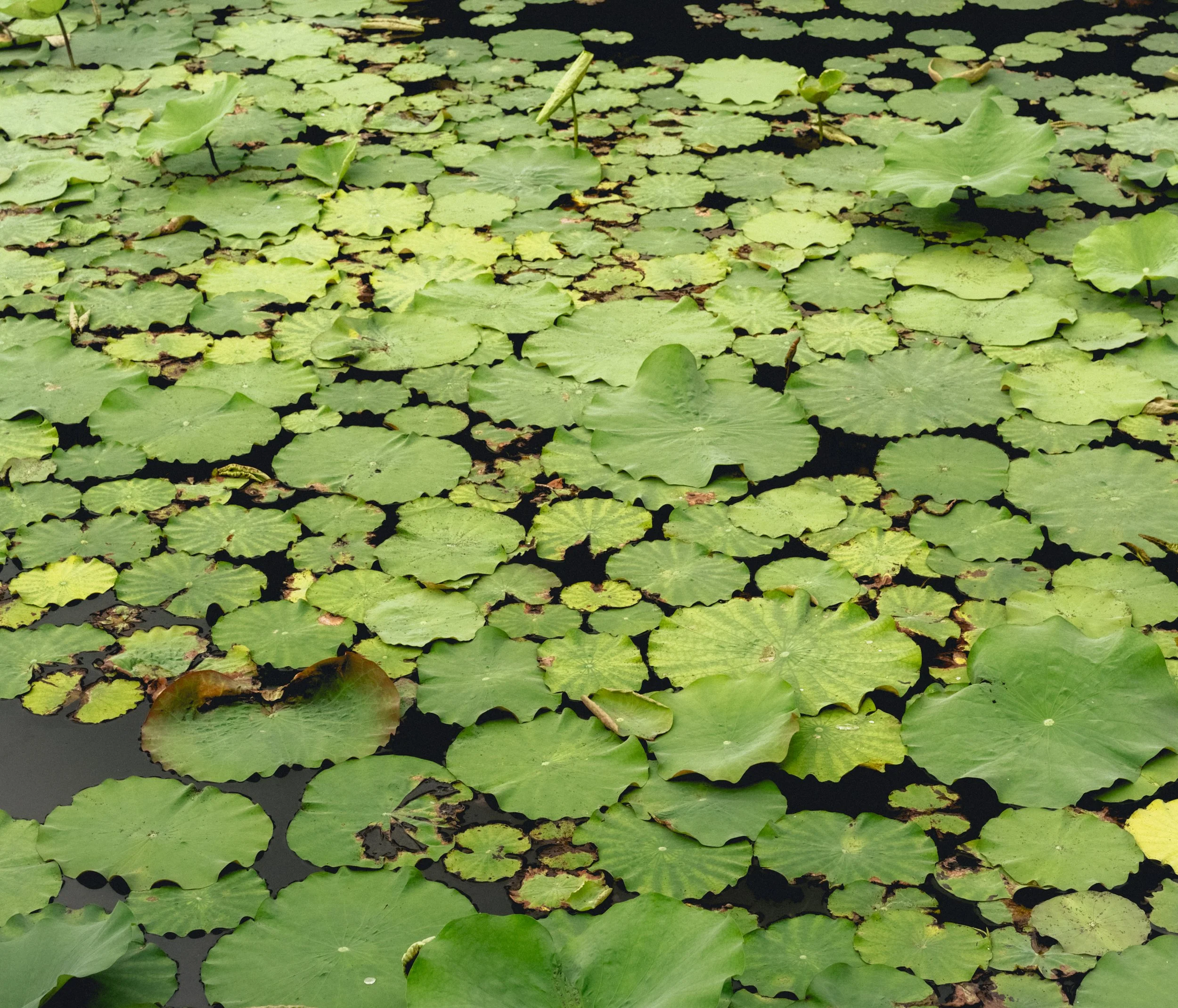 DSCF8392 2.jpg