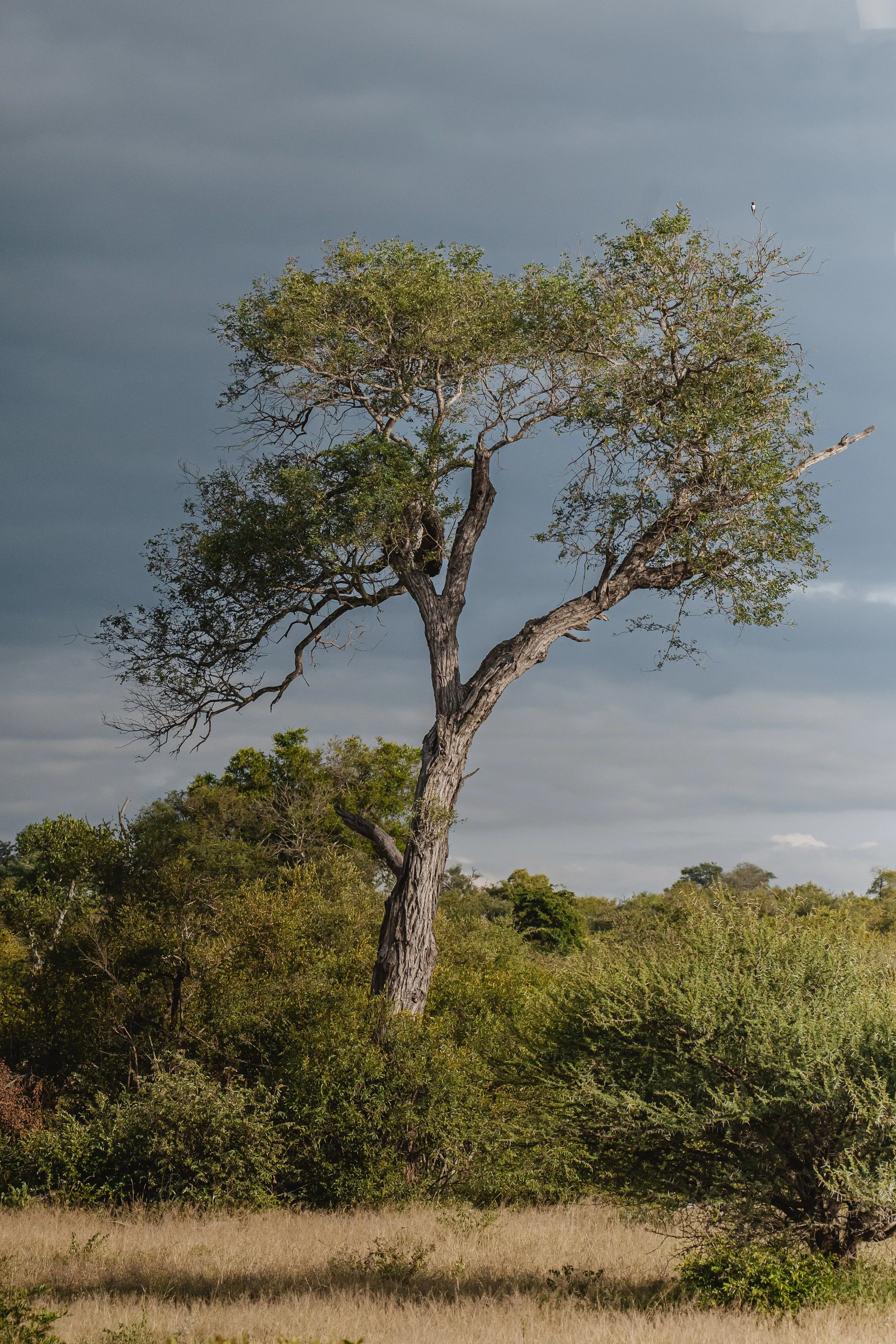 The Tanda Tula Experience X Skillie @ Kikitography_101.JPG