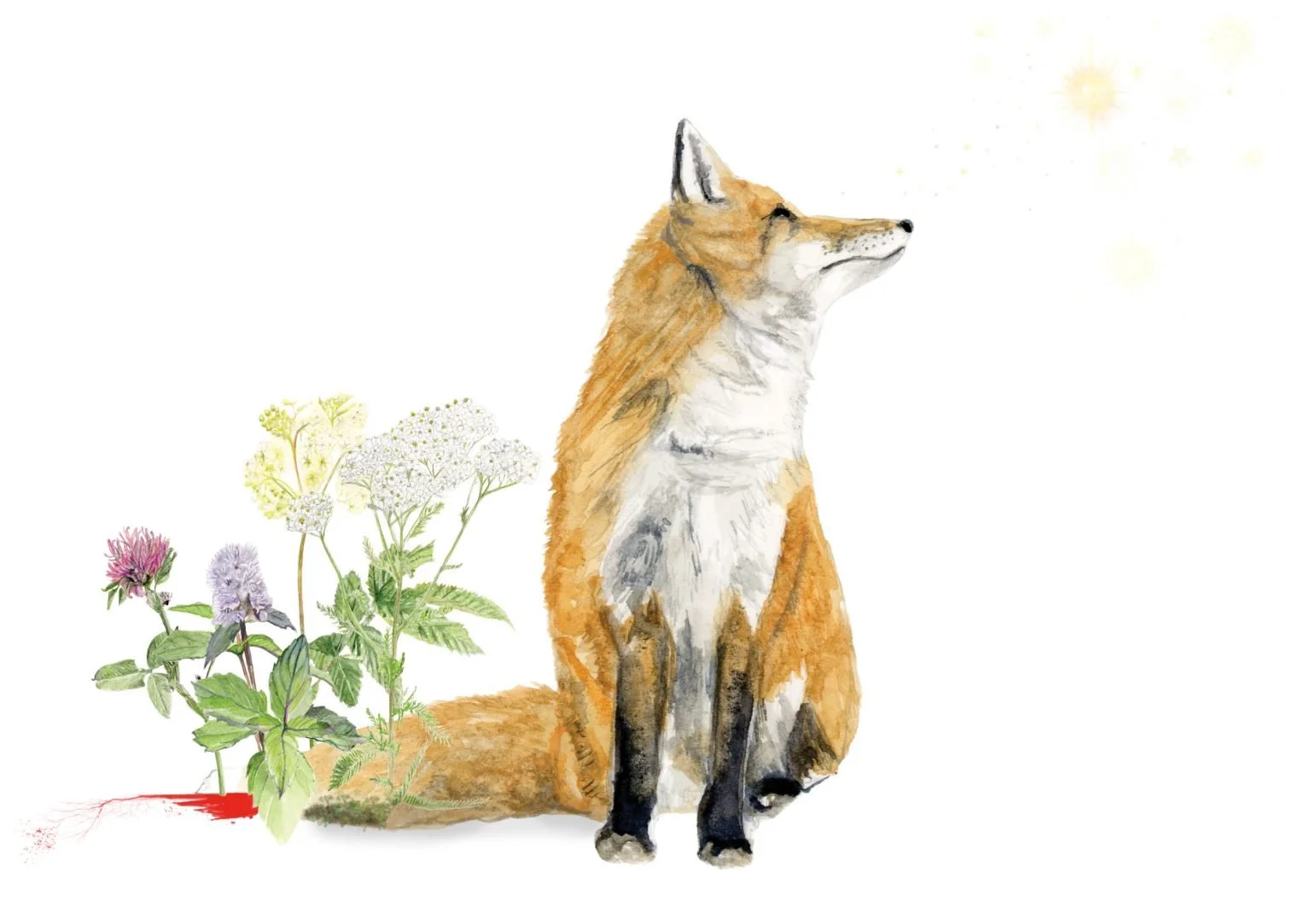 Watercolor illustration of a sitting fox with flowers