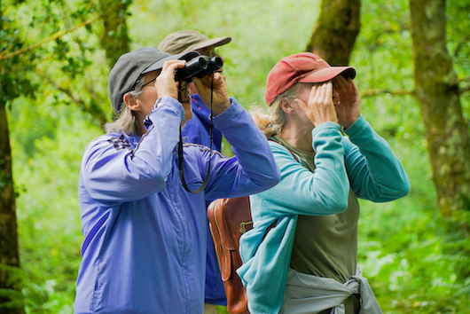 people looking at birds in nature